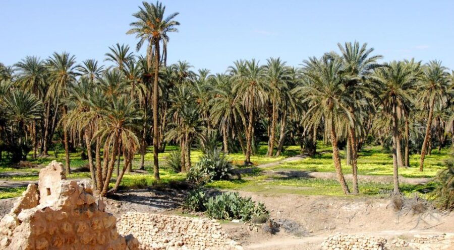 From Djerba: 2-Day Tour of Tozeur and Mountain Oasis