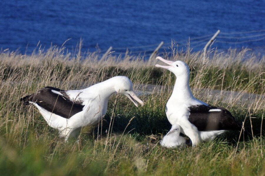 From Dunedin: Royal Albatross Centre & Otago Peninsula Tour