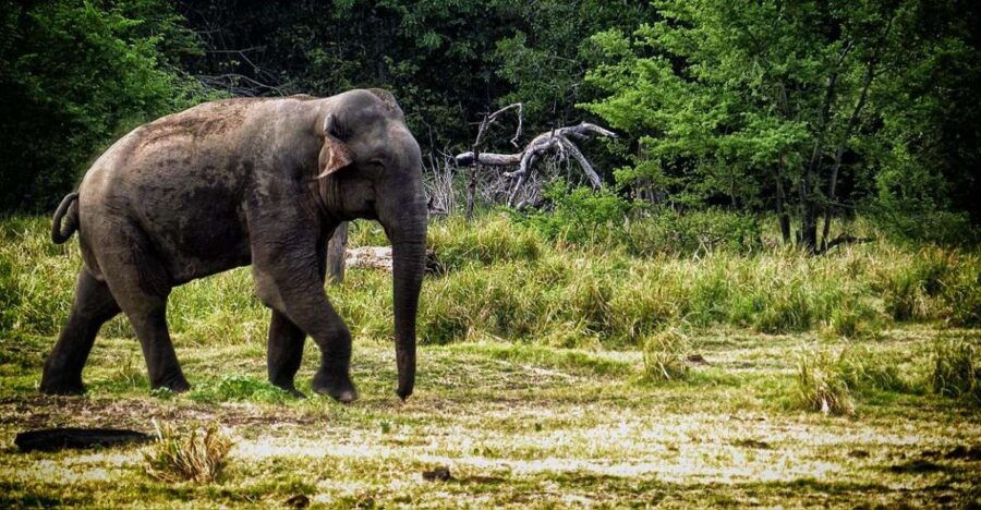 From Ella: All Inclusive Udawalawe National Park Safari Tour