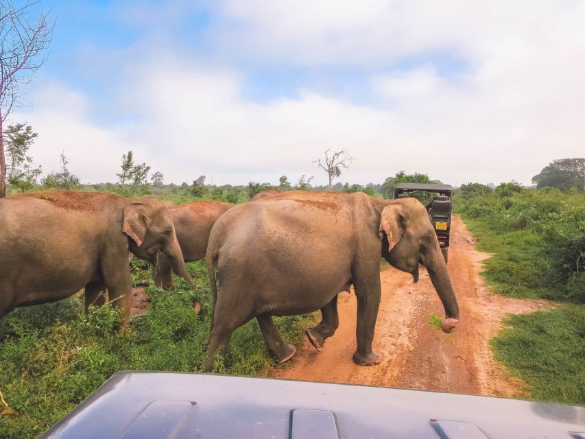 From Ella: Shuttle to Mirissa/Galle With Udawalawe Safari