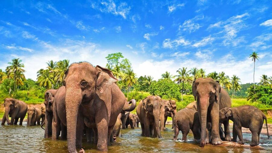 From Ella :- Udawalawa Safari & Elephant Transit Home Tour - Good To Know