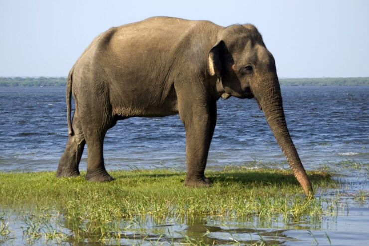 From Ella: Yala National Park Safari Tour in a 4x4 - Good To Know