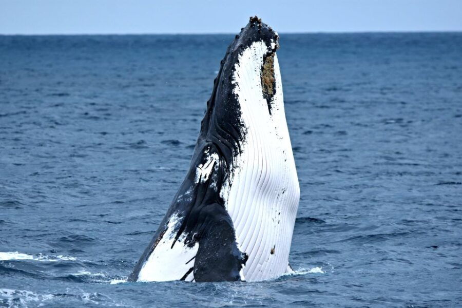 From Fremantle: 2-Hour Luxury Whale-Watching Cruise - Good To Know