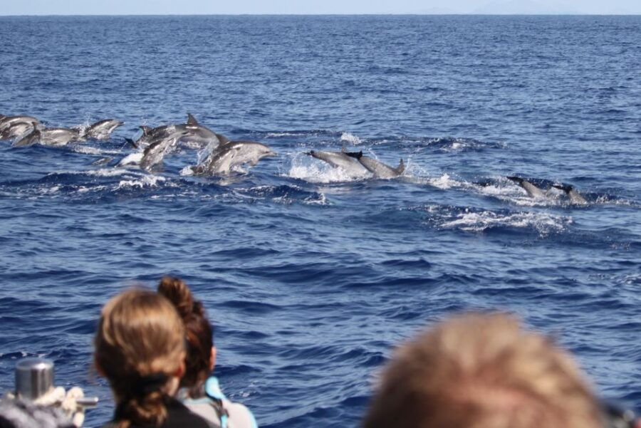 From Funchal: Dolphin Adventure Tour - Good To Know