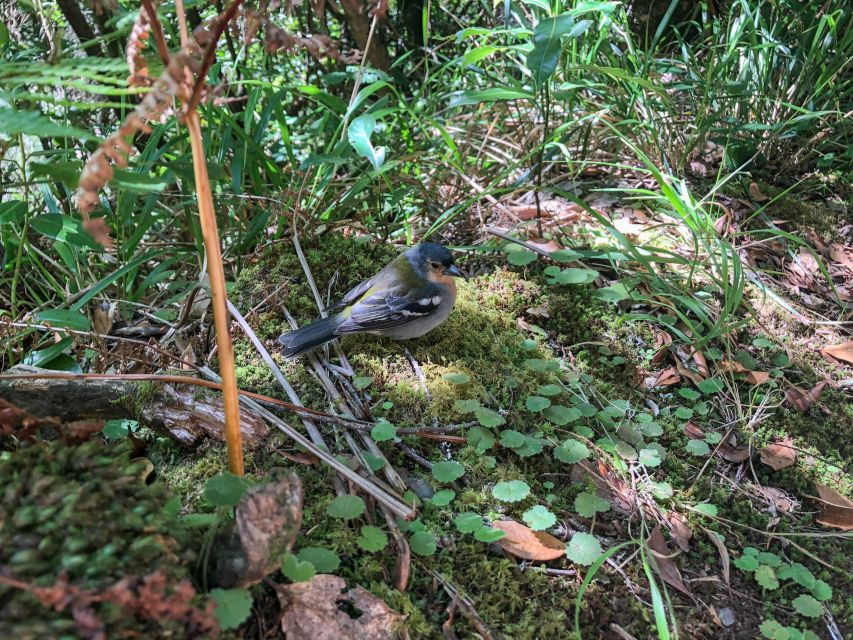 From Funchal or Caniço: Private Hiking Trip With a Local - Good To Know