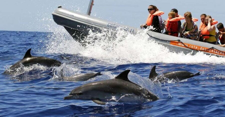 From Funchal: Whale and Dolphin Watching - Good To Know