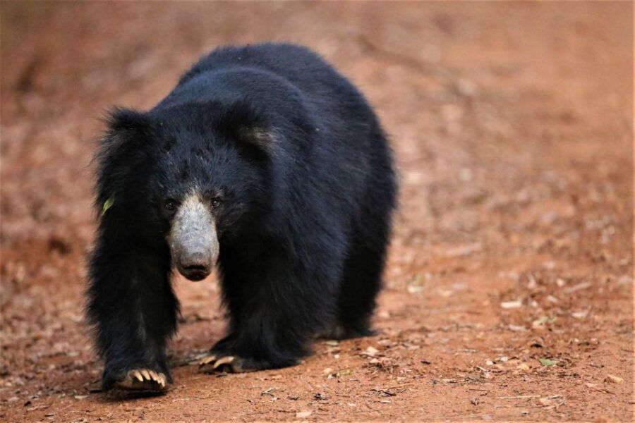 From Galle or Mirissa: Yala Safari With Lunch at Campsite - Good To Know
