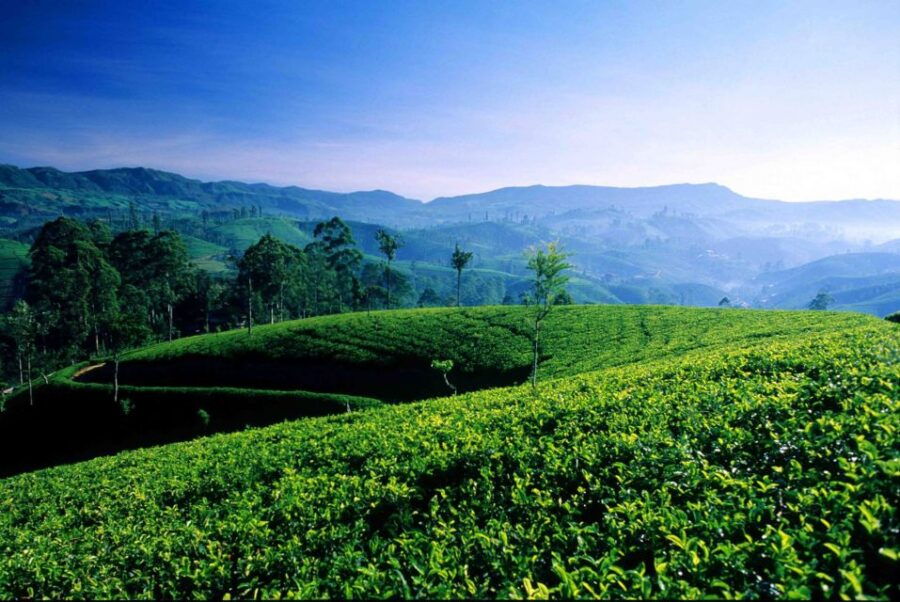 From Galle/Weligama/Mirissa: Day Trip to Ella Highlands - Good To Know