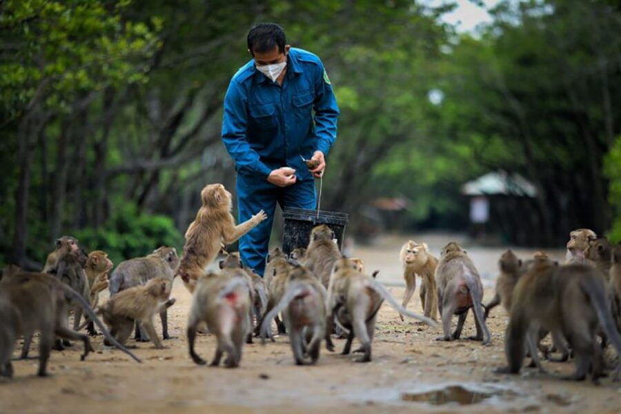 From Ho Chi Minh City: Can Gio Mangrove Guided Forest Tour - Good To Know