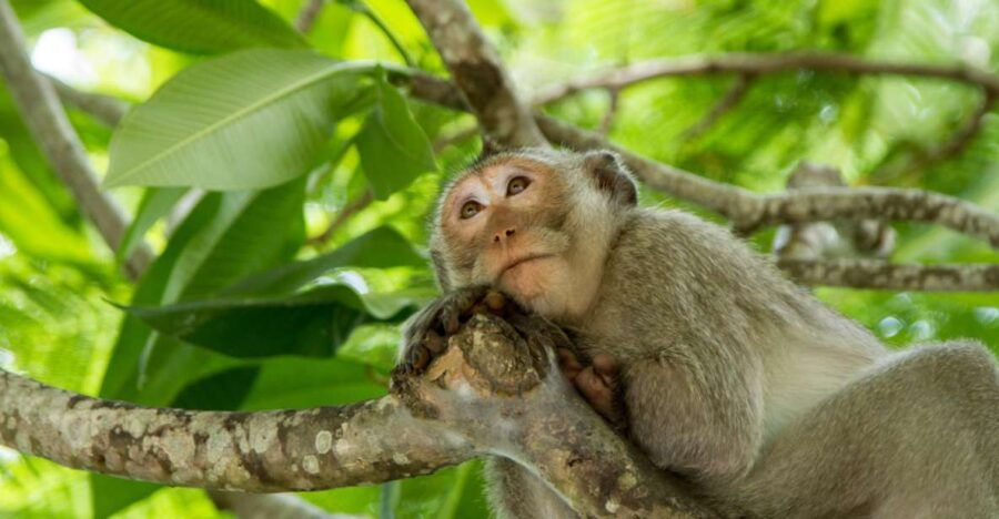 From Ho Chi Minh City: Monkey Island Excursion by Boat - Good To Know