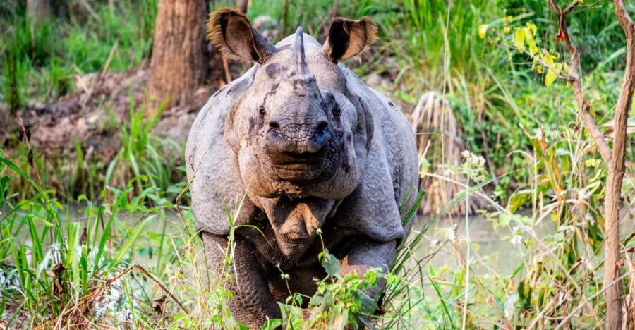 From Kathmandu: 3-Day Chitwan National Park & Elephants Tour - Good To Know