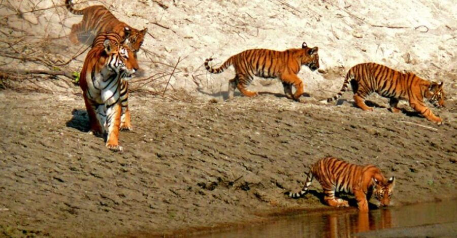 From Kathmandu: Guided 3-Days Bardia National Park Tour - Good To Know