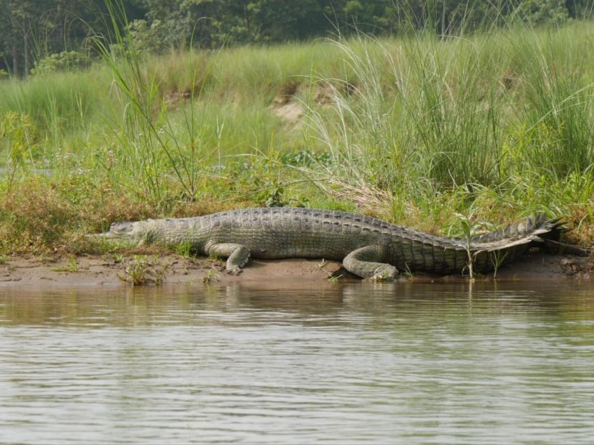 From Kathmandu or Pokhara: 3 Nights Chitwan Jungle Safari - Good To Know