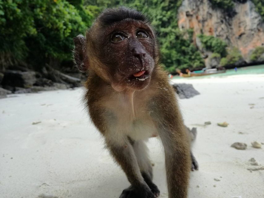 From Krabi: Phi Phi Islands Small Group Tour - Good To Know