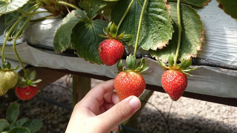 From Kuala Lumpur: Cameron Highlands Full-Day Tour