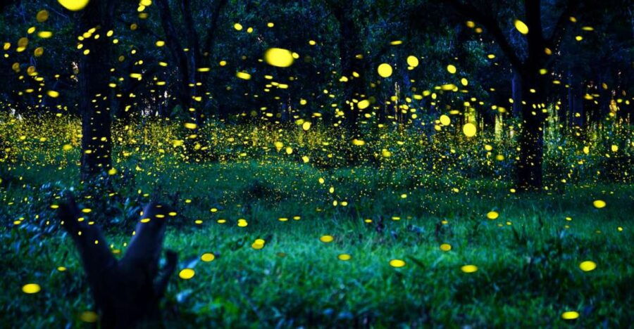 From Kuala Lumpur: Private Fireflies Tour and Seafood Dinner - Good To Know