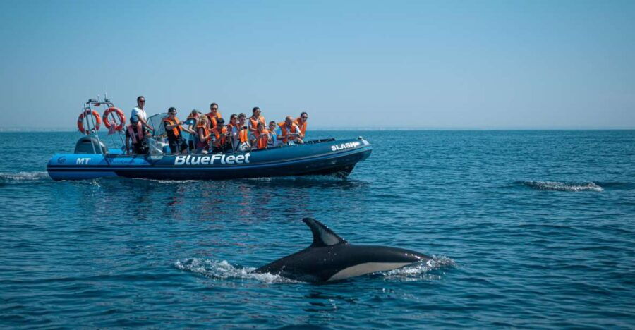 From Lagos: Dolphin Watching Boat Trip