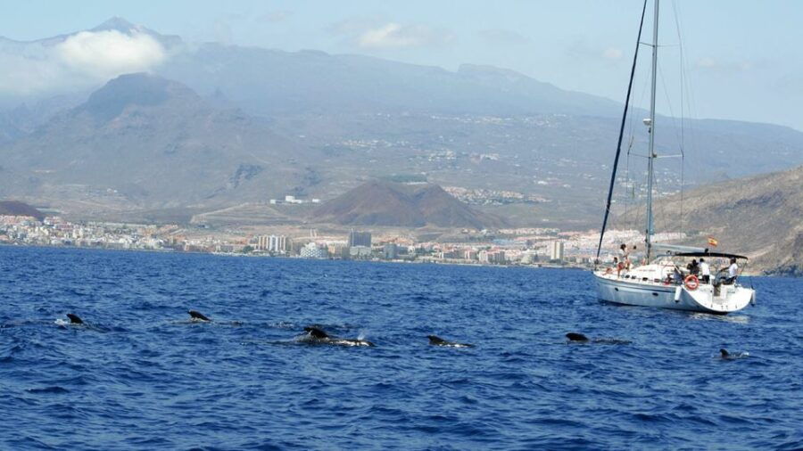 From Los Gigantes: Whale Watching Sailboat Cruise - Good To Know