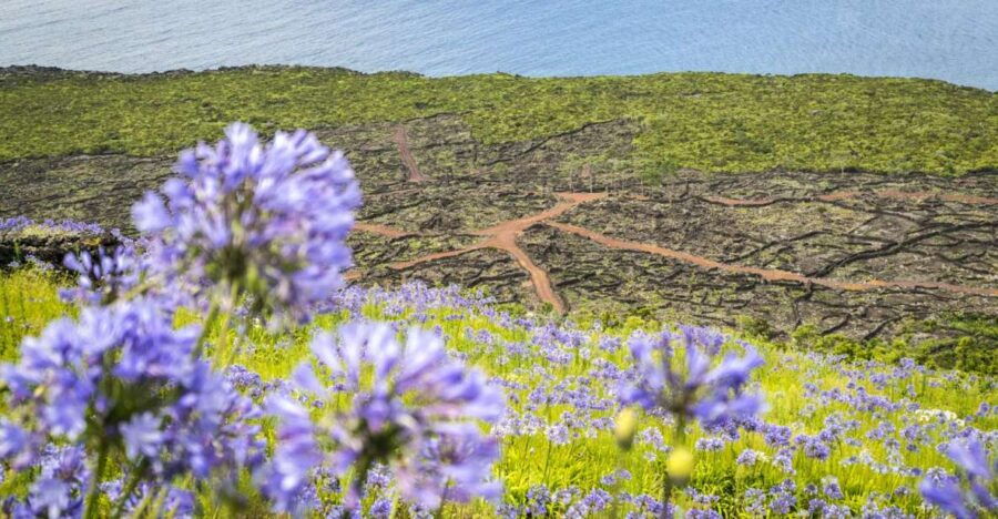 From Madalena: Pico Volcanoes and Lakes Guided Day Tour - Good To Know