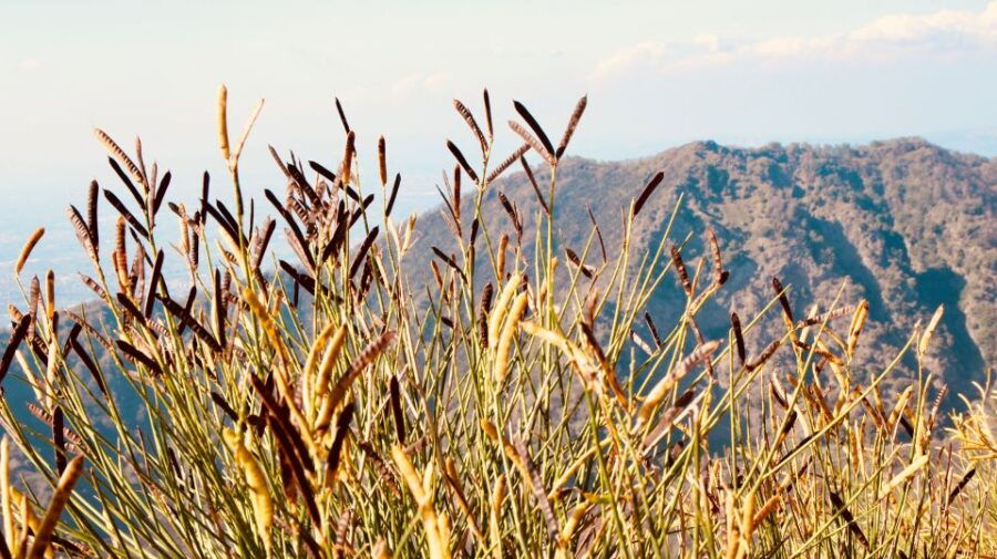 From Naples: Pompeii and Vesuvius Guided Day Trip With Lunch - Good To Know
