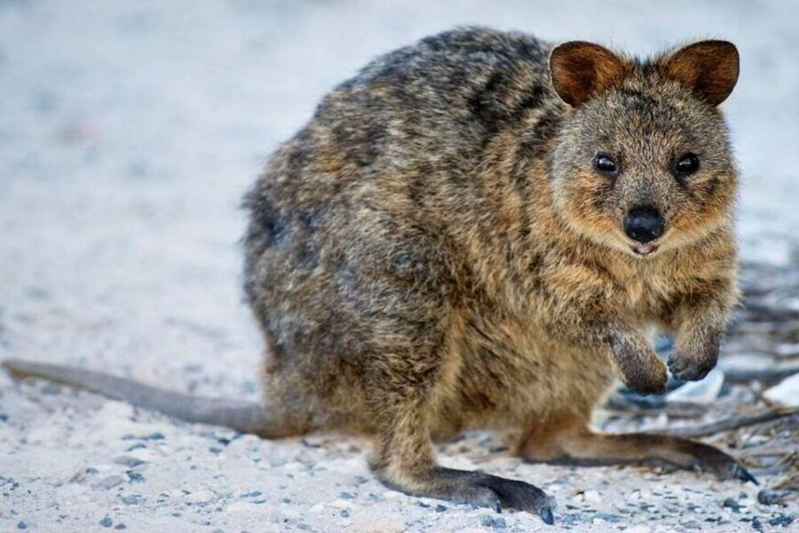 From Perth or Fremantle: Rottnest Island Ferry and Bus Tour