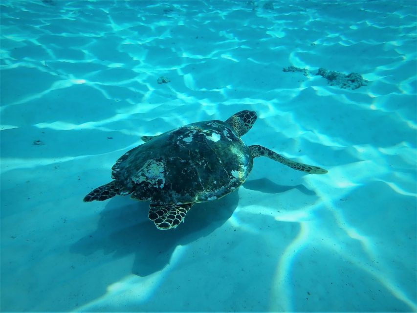 From Phuket/Khaolak: Similan Islands Early Bird Day Trip - Good To Know