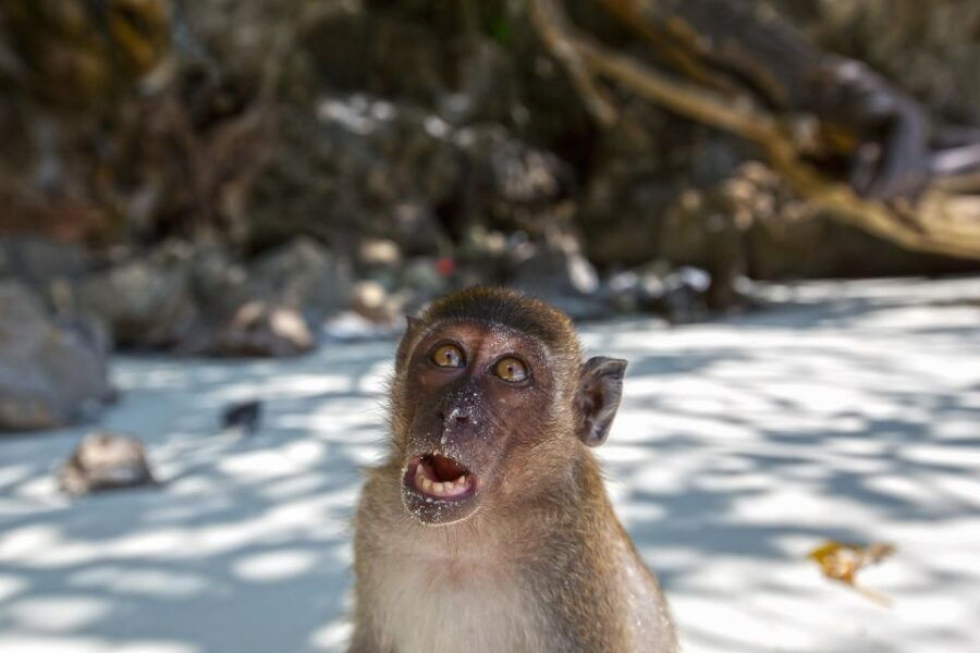 From Phuket Or Khao Lak: Phi Phi Islands Early Bird Tour - Good To Know