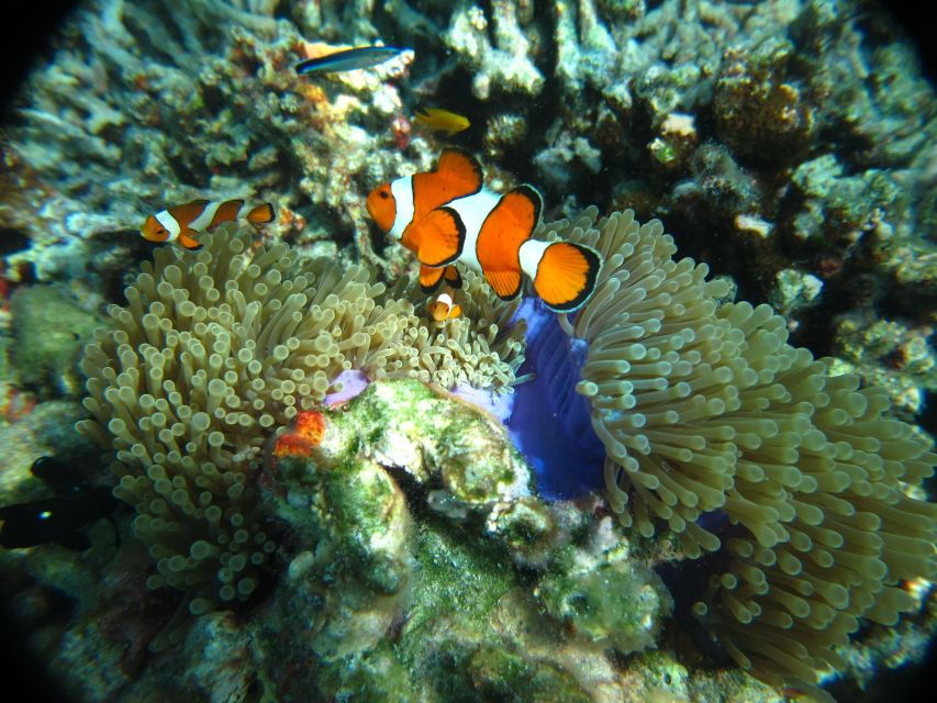 From Phuket: Similan Islands Snorkeling Trip by Speedboat - Good To Know