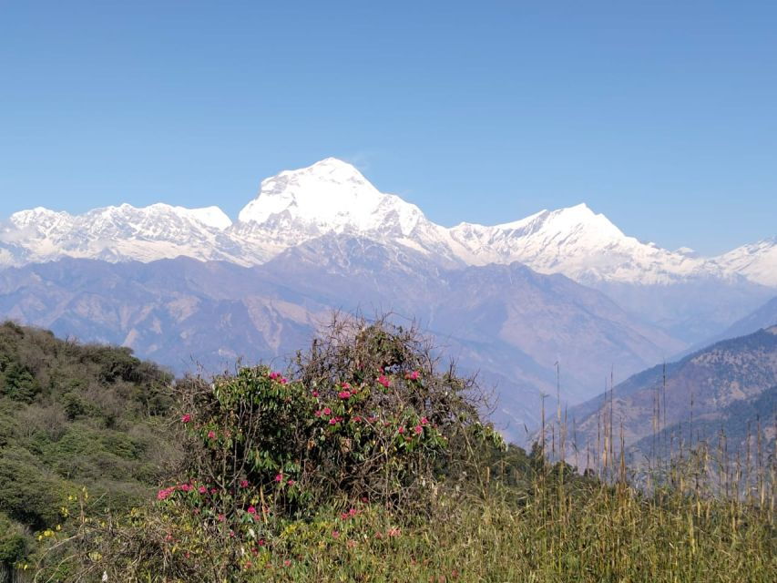 From Pokhara: 4-Day Annapurna and Poon Hill Himalayan Trek - Good To Know