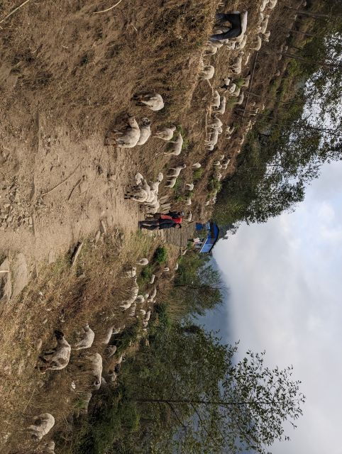 From Pokhara: 5-Day Annapurna Base Camp Trek - Good To Know