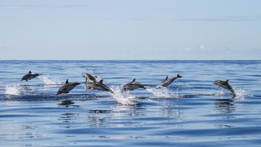 From Ponta Delgada: Whale and Dolphin Watching Trip - Good To Know