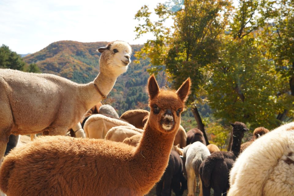From Seoul: LEGOLAND With Alpaca World Day Tour - Good To Know