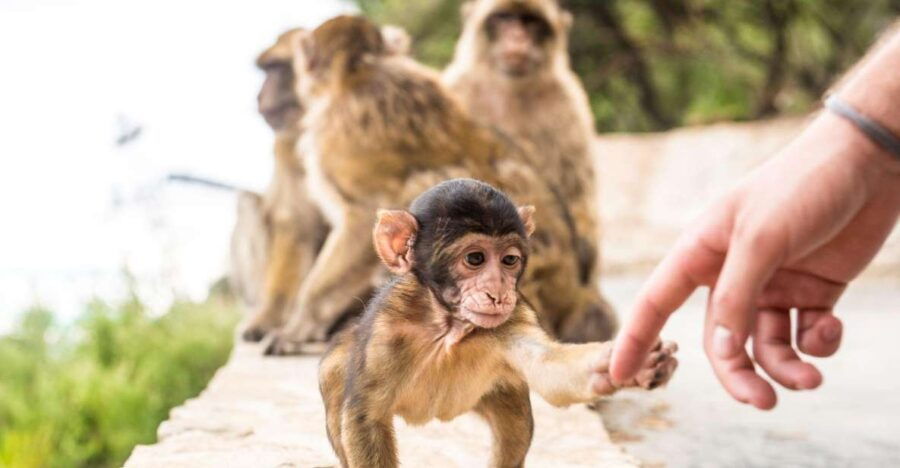 From Seville: Day Trip to Gibraltar