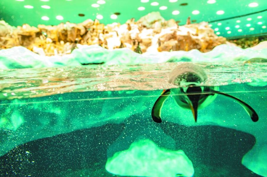 From South Tenerife: Loro Park Zoo Ticket & Hotel Transfers