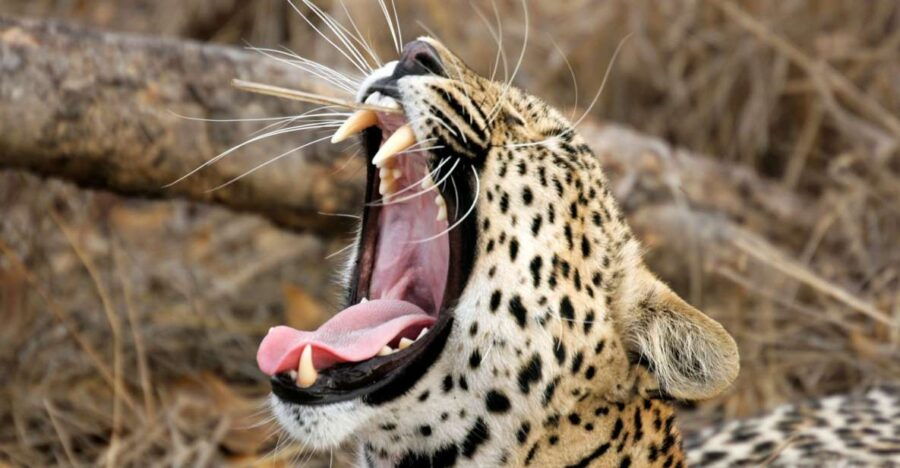 From Tangalle/Hiriketiya: Shuttle to Ella With Yala Safari - Good To Know