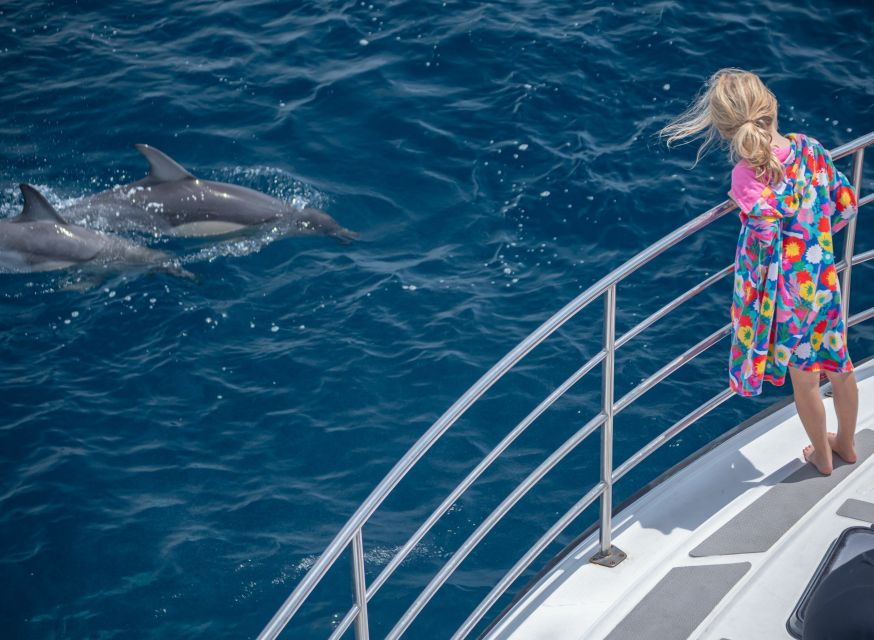 From Tauranga: Half Day Swimming With Dolphins Tour - Good To Know
