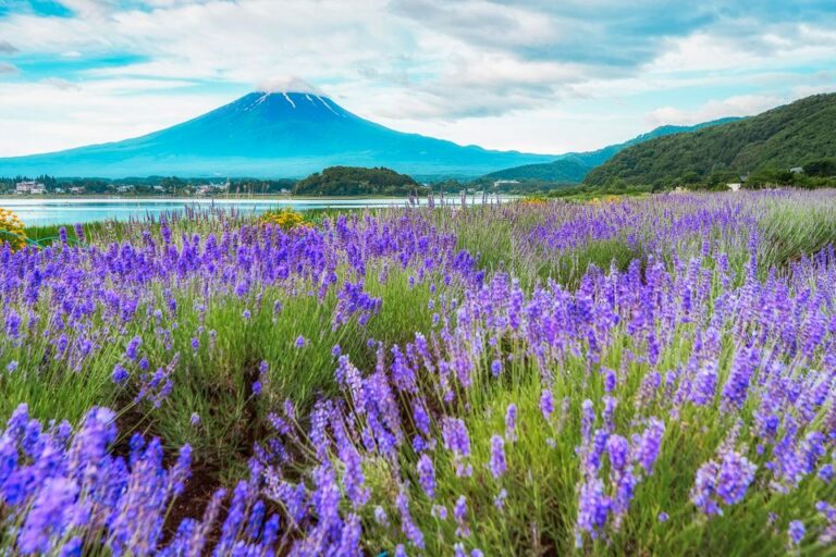 From Tokyo: Mt. Fuji Full-Day Sightseeing Trip
