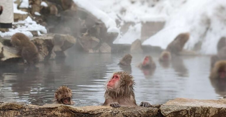 From Tokyo: Snow Monkey 1 Day Tour With Beef Sukiyaki Lunch