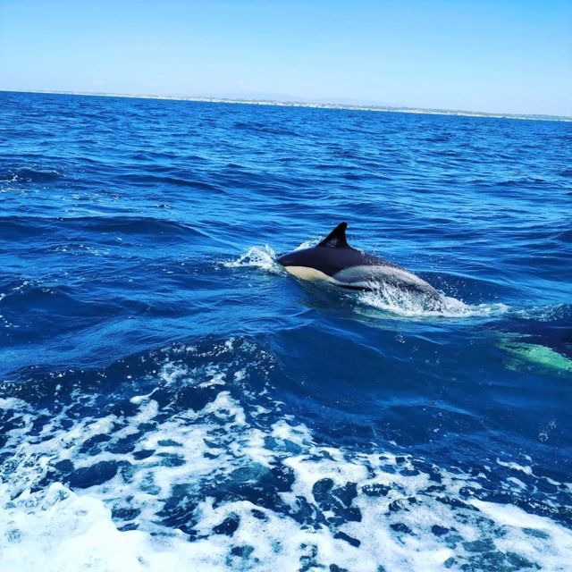 From Vilamoura: 2.5-Hour Benagil Cave and Dolphins Boat Tour