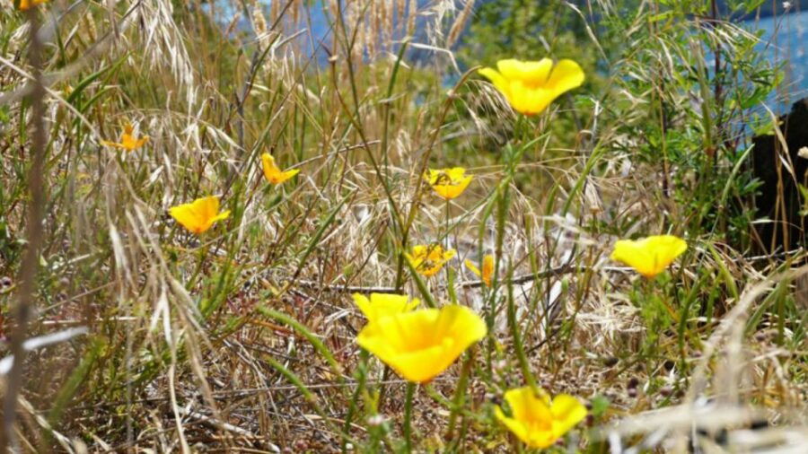From Wanaka: Ruby Island 1-Hour Cruise and Photo Walk - Good To Know