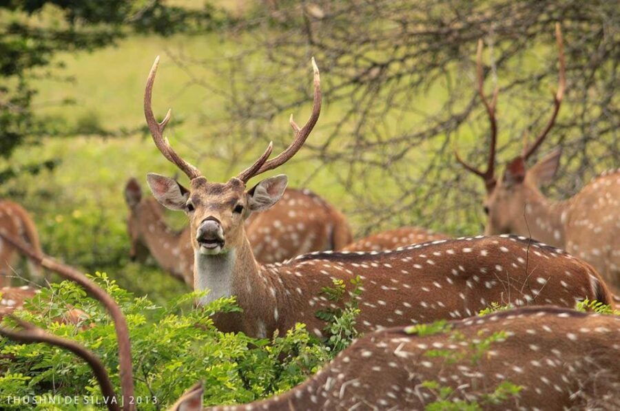 From Yala :- Yala National Park Thrilling Half-Day Safari - Good To Know