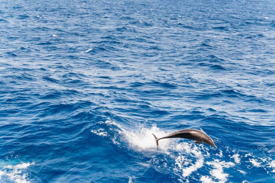 Fuerteventura: Glass Bottom Boat Cruise With Lunch & Drinks - Good To Know