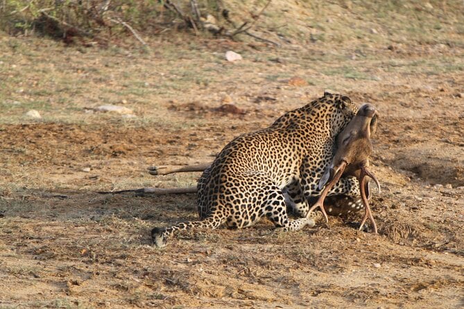 Full Day Safari ( the Best for Leopards ) in Yala