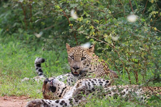 Full Day Safari – Yala National Park – 04.30 Am to 06.00 Pm With – Janaka Safari