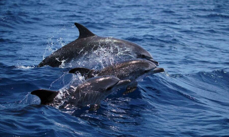Funchal: Dolphin and Whale Watching Cruise - Good To Know
