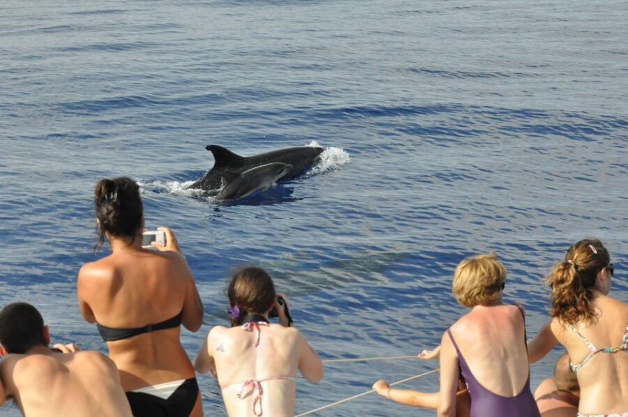 Funchal Hop-on Hop-off Bus Whale & Dolphin Watching by Boat - Good To Know