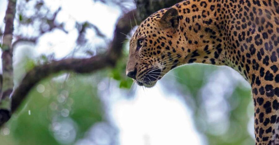 Galle/Mirissa: Safari Day Trip to Yala & Udawalawe W/ Picnic - Good To Know