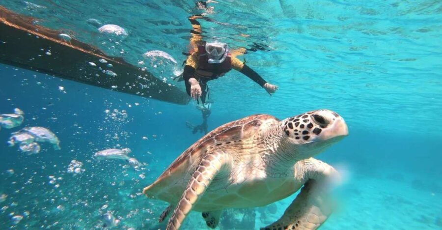 Gili Islands: Private or Shared Snorkeling Boat Trip