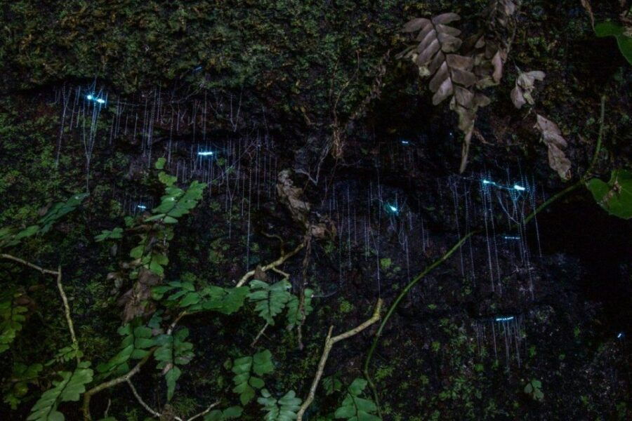 Gold Coast: Evening Rainforest and Glow Worm Experience - Good To Know