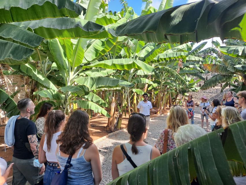 Gran Canaria: Banana Plantation Guided Tour & Tasting - Good To Know